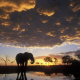 Visitar Botswana Para Conocer los Elefantes